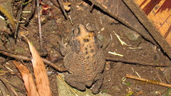 Duttaphrynus melanostictus