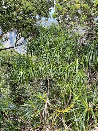 Dracaena forbesii
