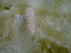 Veretillidae