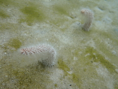 Veretillidae