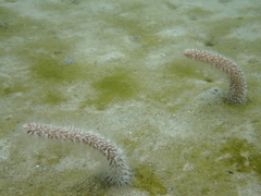 Veretillidae
