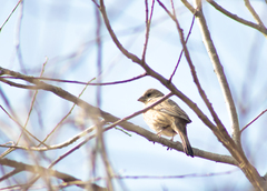 Haemorhous mexicanus