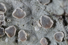 Lecanora subpallens