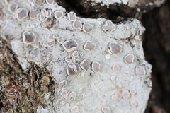 Lecanora subpallens