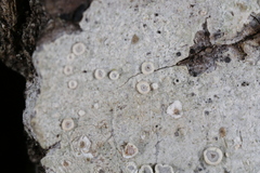 Lecanora subpallens