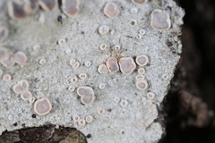 Lecanora subpallens