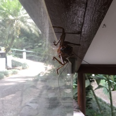 Balboana tibialis