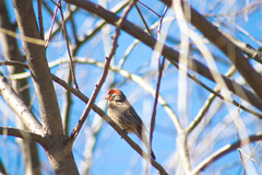 Haemorhous mexicanus