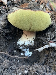 Boletus regineus