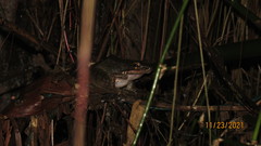 Chalcorana chalconota