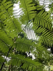 Sphaeropteris lepifera