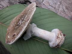 Amanita campinaranae