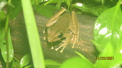 Chalcorana chalconota