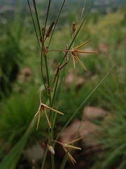 Brachystelma chloranthum