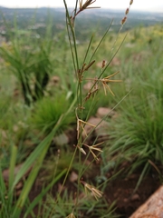 Brachystelma chloranthum