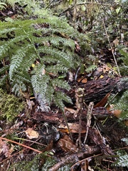 Leptopteris ×intermedia