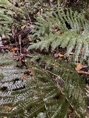 Leptopteris ×intermedia