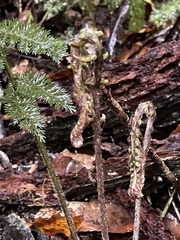 Leptopteris ×intermedia