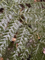 Leptopteris ×intermedia