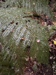 Leptopteris ×intermedia