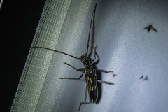 Coptocercus rubripes