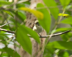 Chlorodrepanis flava