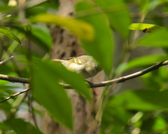 Chlorodrepanis flava