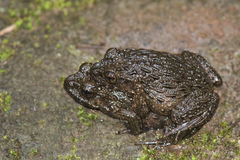 Glandirana rugosa