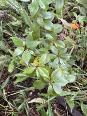 Lysimachia hillebrandii