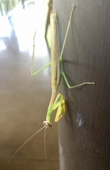 Stagmomantis nahua