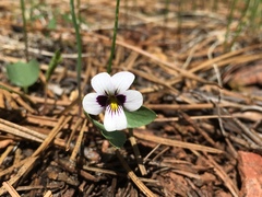 Viola cuneata