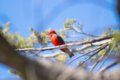 Pyrocephalus rubinus