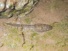 Glandirana rugosa