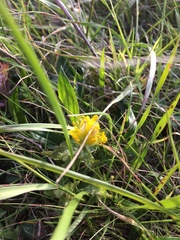 Castilleja levisecta