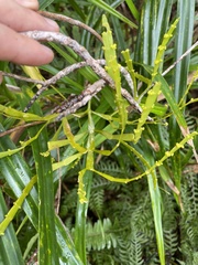 Korthalsella complanata