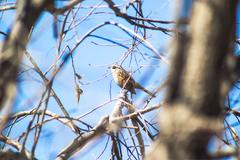 Oriturus superciliosus