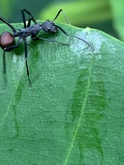 Polyrhachis abdominalis