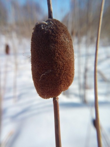 Typha laxmannii iNat (1)