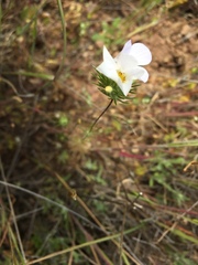 Leptosiphon grandiflorus