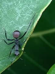 Polyrhachis abdominalis