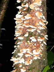 Lactifluus panuoides