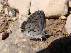 Celastrina asheri