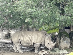Ceratotherium