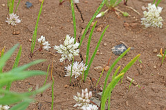 Allium brandegeei