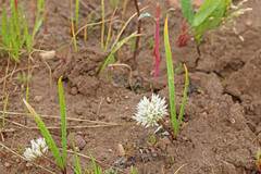 Allium brandegeei