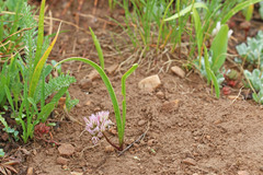 Allium brandegeei