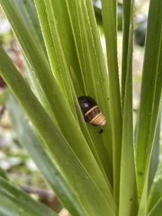 Achatinella