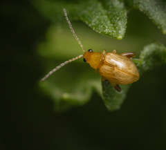 Longitarsus jacobaeae