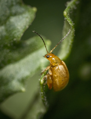 Longitarsus jacobaeae