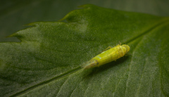Eupteryx filicum